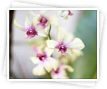Description: http://women.kapook.com/wp-content/uploads/2009/04/flower-orchid.jpg